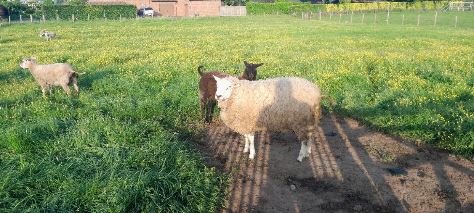 Schapen bok te koop, Dieren en Toebehoren