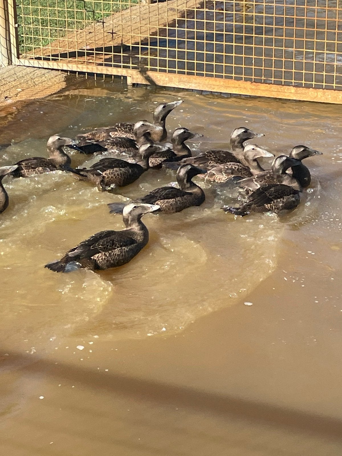 Eidereend, Dieren en Toebehoren, Meerdere dieren, Geringd