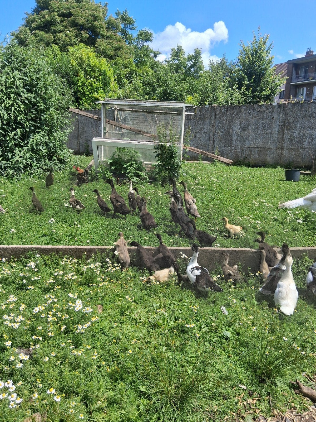 Loopeenden diverse kleuren volledig in de veren, Animaux & Accessoires, Volatiles, Canard, Sexe inconnu