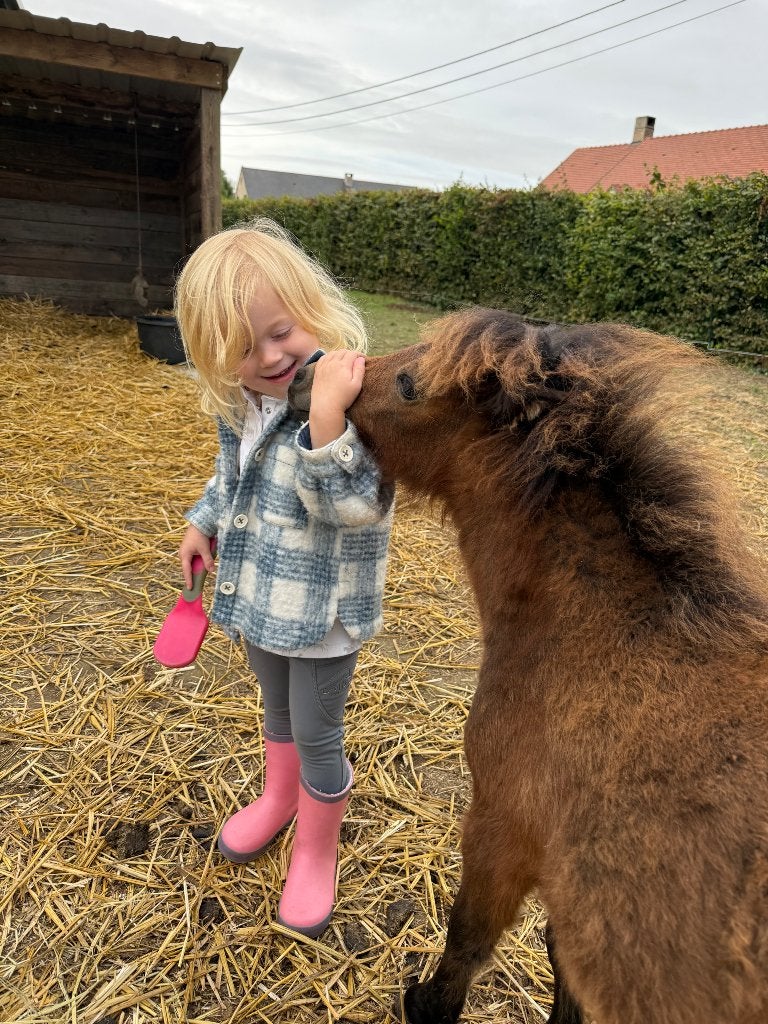 Shetlander veulentje te koop, Animaux & Accessoires, Jument, Avec puce électronique, 0 à 2 ans