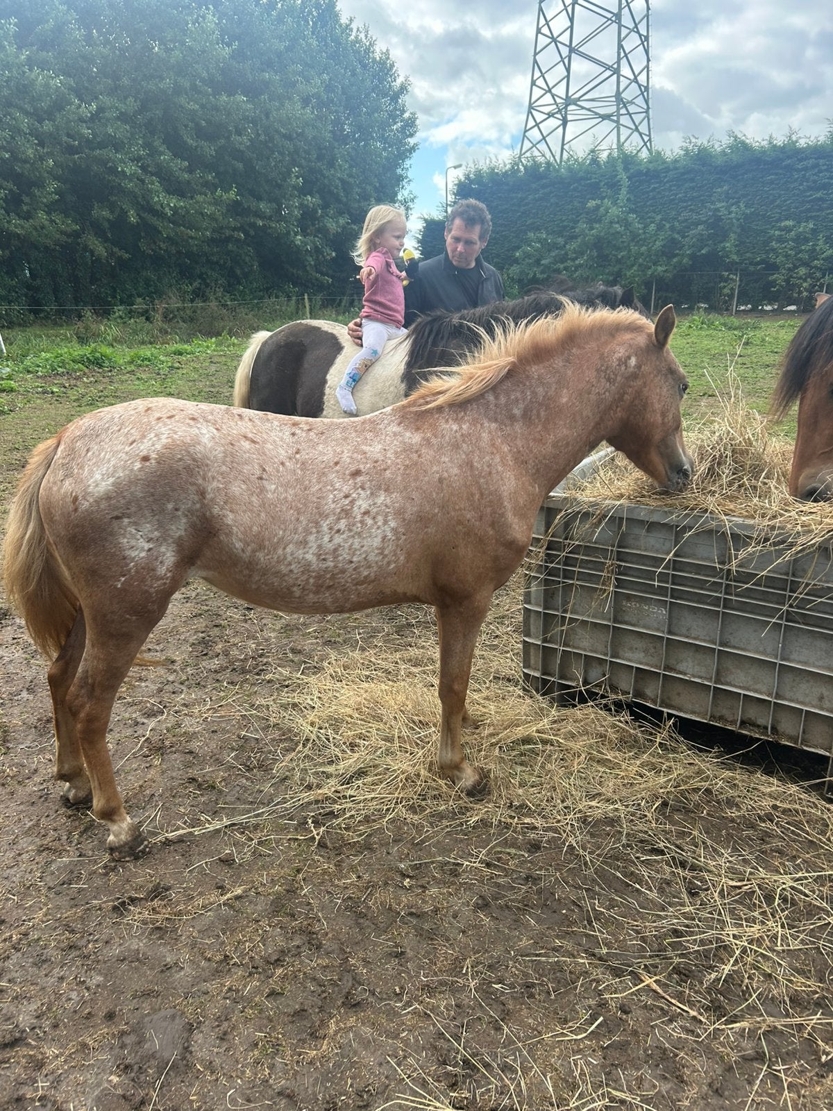 welsh merrie, Dieren en Toebehoren, Pony's, Merrie, B