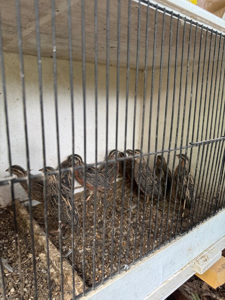 Harlekijnkwartel, Animaux & Accessoires, Volatiles, Plusieurs animaux, Autres espèces