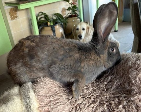 Duitse reus blauwe voedster, Dieren en Toebehoren