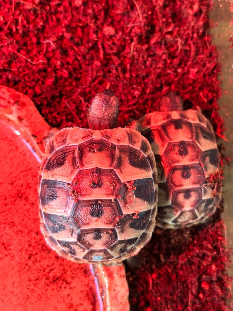 Jonge Griekse landschildpad  Gent Sint Pieters nabij E17/E40, Animaux & Accessoires, Reptiles & Amphibiens, Tortue, Domestique