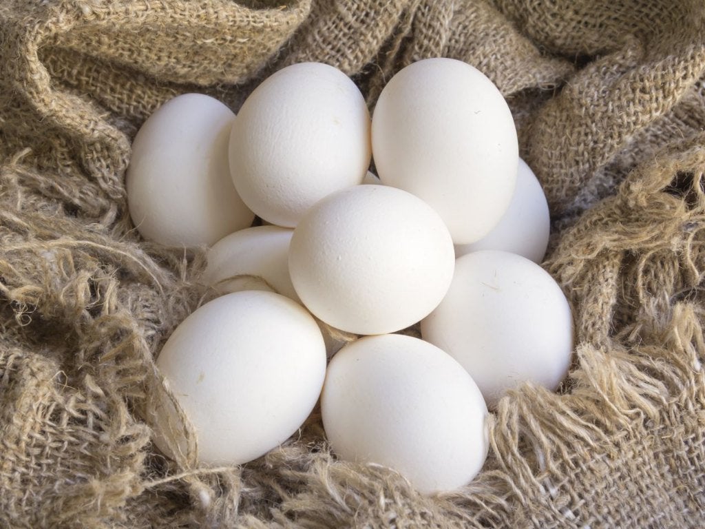 witte kippen leghorn/sussex actie 5+1/10+3 GRATIS 0499082381, Dieren en Toebehoren, Pluimvee, Vrouwelijk, Kip