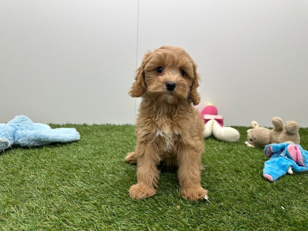 Cockapoo pups (F1), België, 8 tot 15 weken, Teef, Parvo