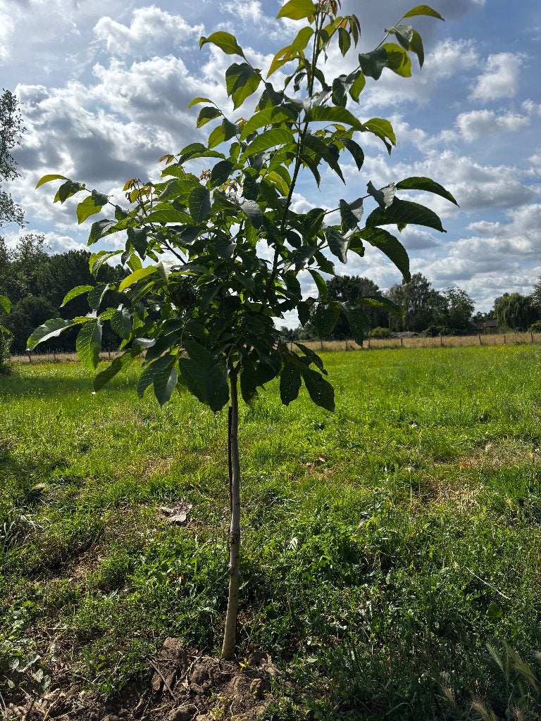 noyer, boucanier Juglans regia, Jardin & Terrasse, Plantes | Arbres, Plein soleil, Autres espèces, Enlèvement, 100 à 250 cm
