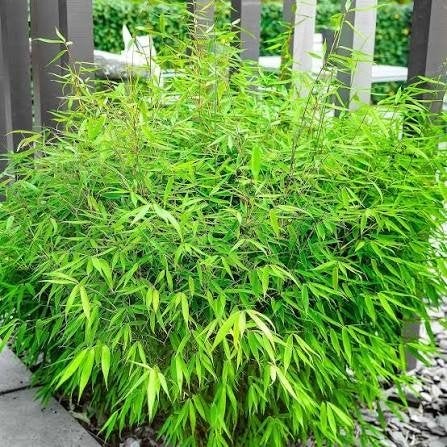 Bamboe, Tuin en Terras, Ophalen