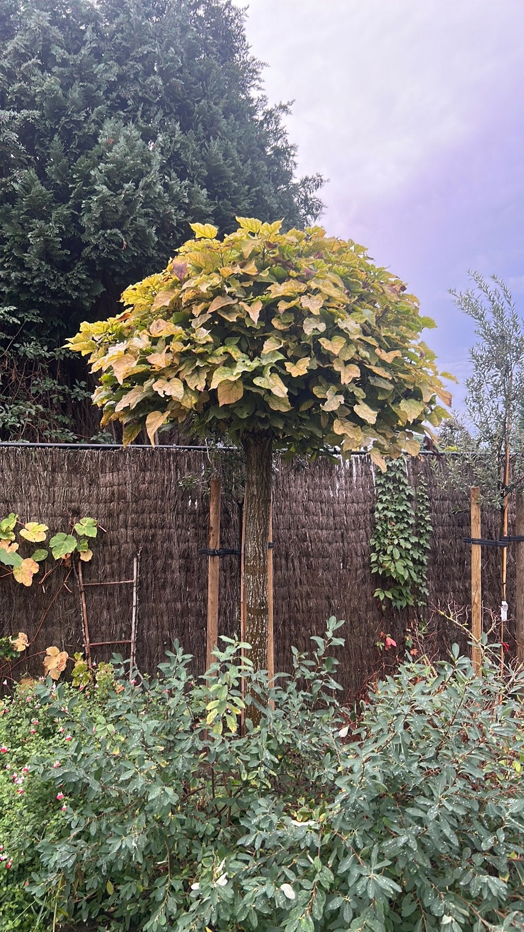 Bolcatalpa, Tuin en Terras, Ophalen, Bolboom