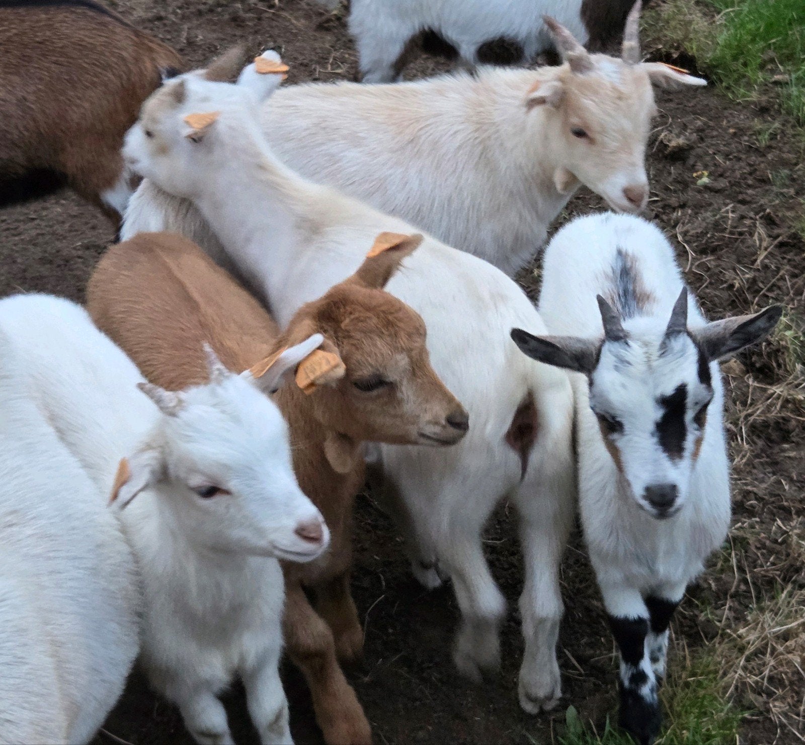 dwerggeitlammetjes miekes, gecastreerde bokjes, Dieren en Toebehoren, Meerdere dieren, Geit, 0 tot 2 jaar