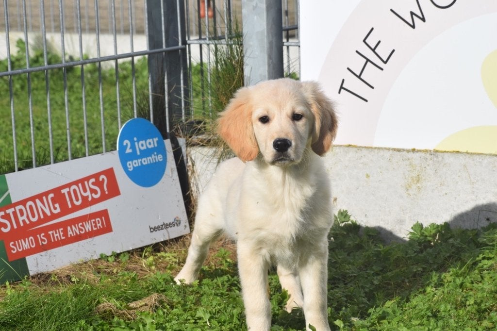 Golden retriever pups, Dieren en Toebehoren, Golden retriever, België, 8 tot 15 weken, Meerdere