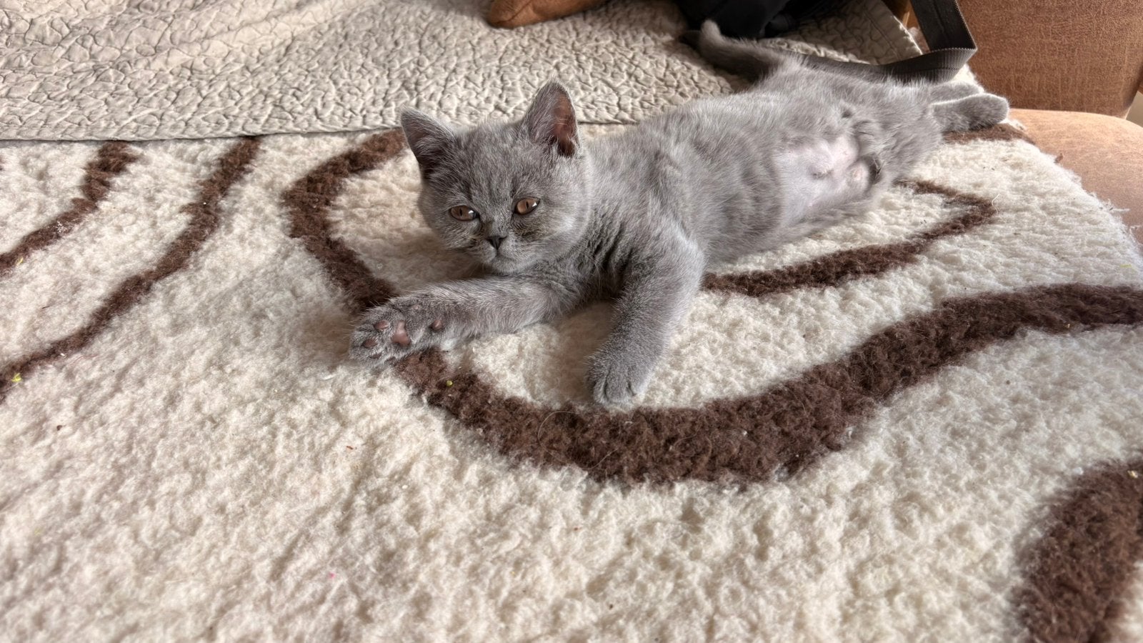 Brits korthaar kitten, Meerdere dieren, Met stamboom, 0 tot 2 jaar