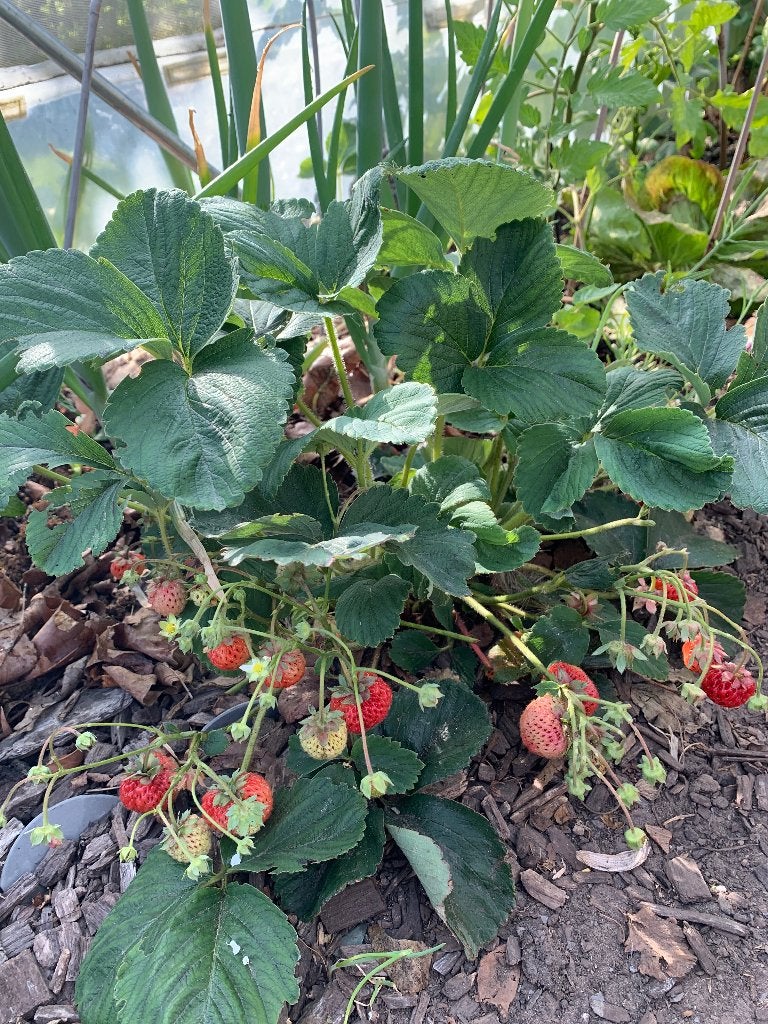 Aardbeien plantjes, Volle zon, Vaste plant, Ophalen of Verzenden, Fruitplanten