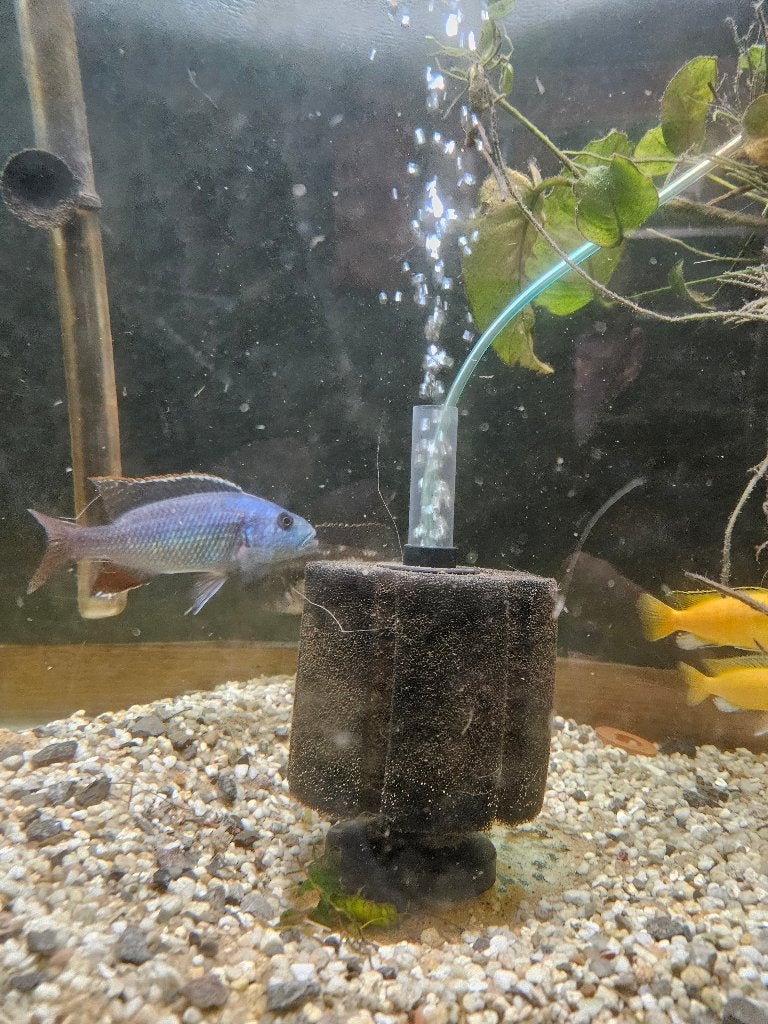 cichlidés africain, Poisson, Poisson d'eau douce
