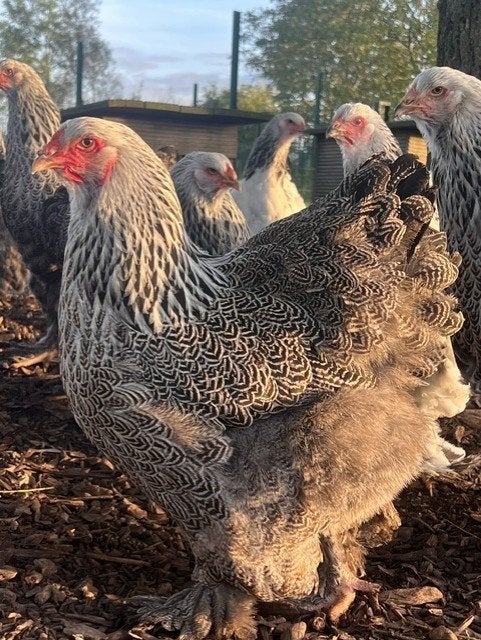 Brahma hennen, Dieren en Toebehoren, Vrouwelijk, Kip