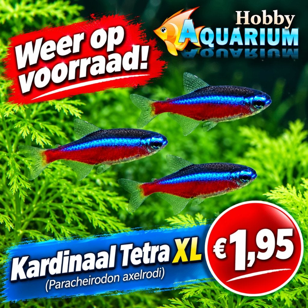 Maandag  7 September op bestelling en afhalen in Ravels, Zoetwatervis