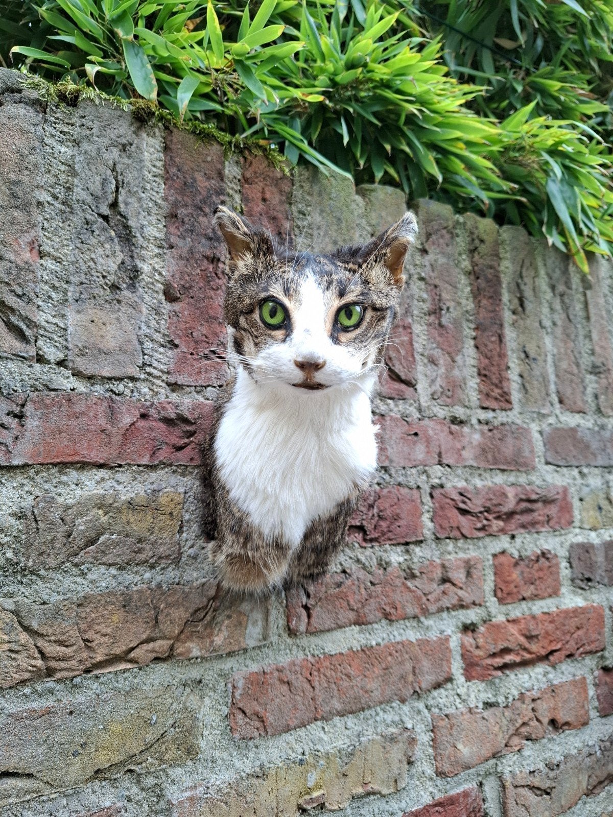 opgezette kop kat poes taxidermie schedel gewei cat curiosa, Enlèvement, Chien ou Chat, Bois ou Tête