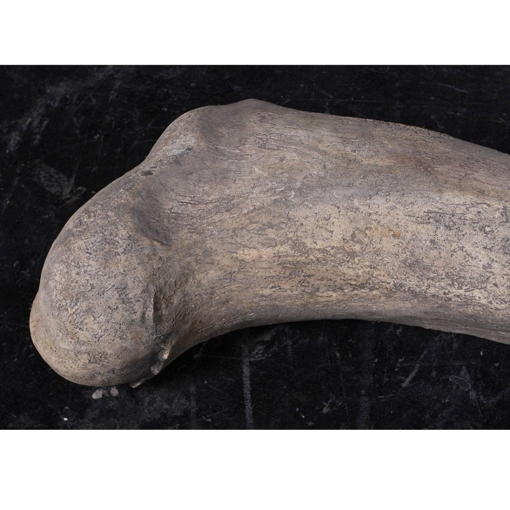 Os de dinosaure — Statue de dinosaure Longueur 118 cm, Enlèvement, Neuf