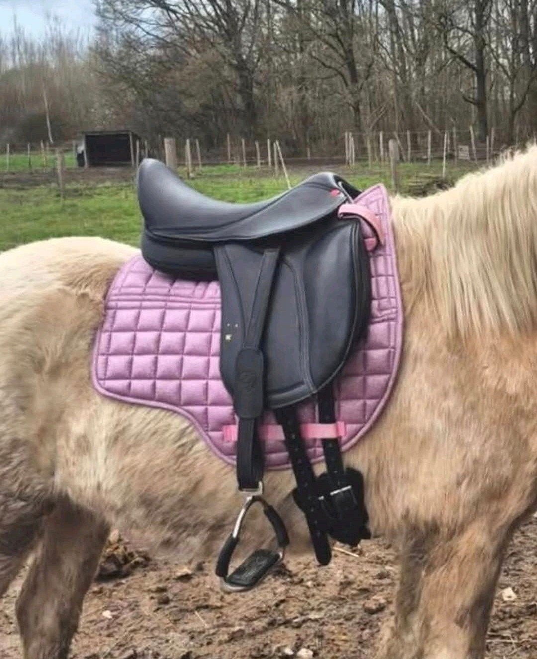 Edix Tudor 15 inch, Dieren en Toebehoren, Ophalen, Nieuw, Dressuur