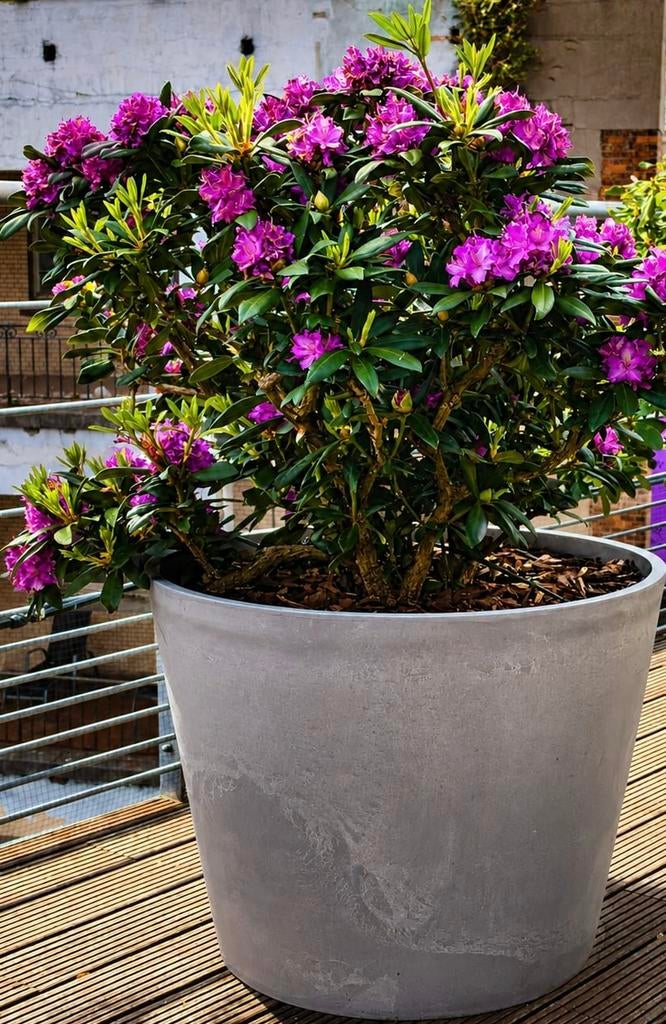 Rhododenron „Alfred” 2 stuks, Ophalen, 100 cm of meer, Rond, Zo goed als nieuw