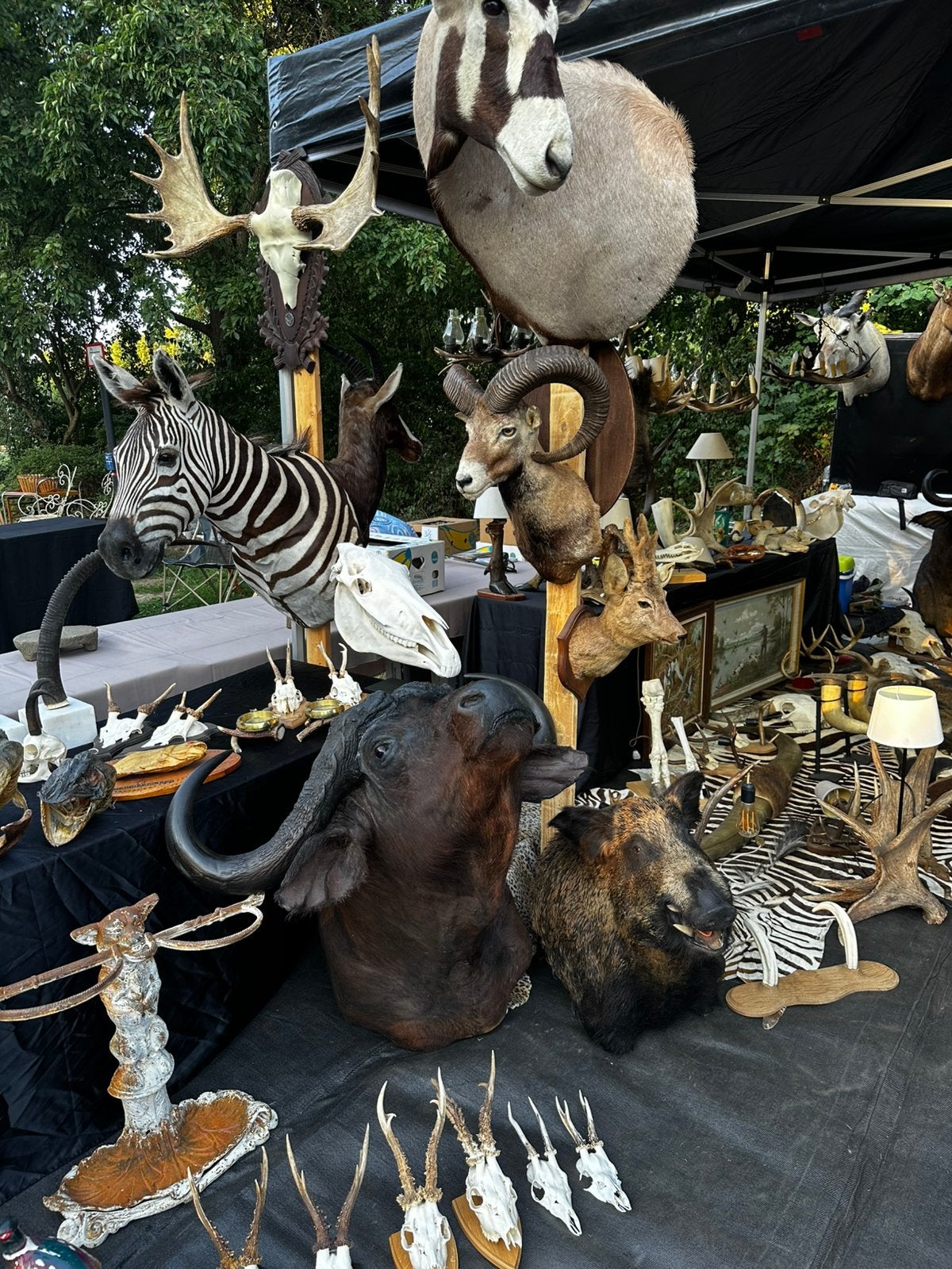 Taxidermie en opgezette dieren te koop, Enlèvement