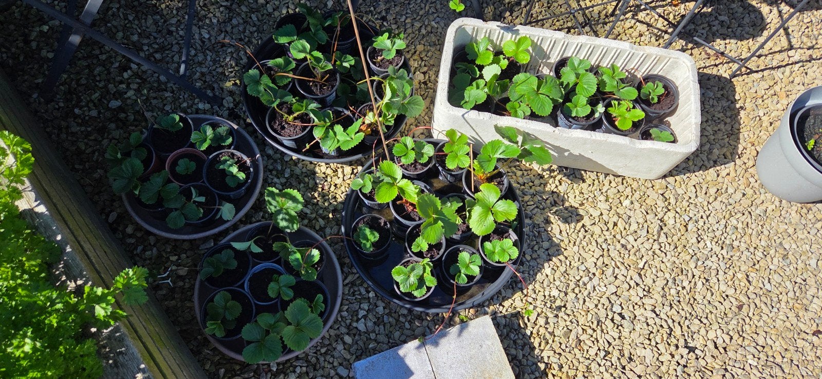 Aardbeien plantjes 1euro/stuk, Ophalen