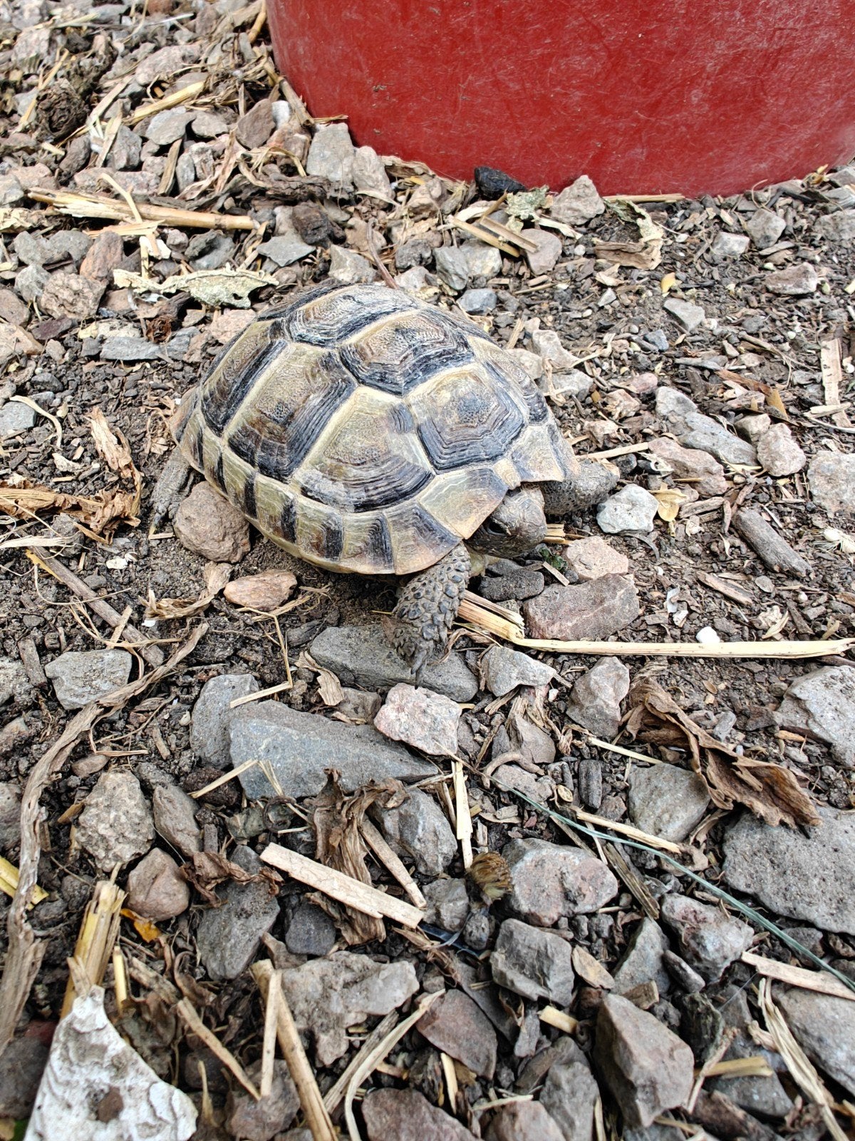 Testudo graeca ibera, Dieren en Toebehoren