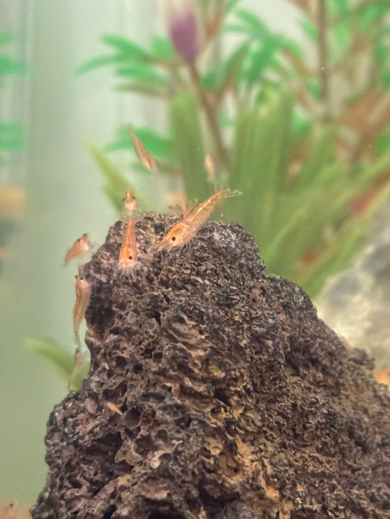 50€ voor 50 vuurgarnalen, Dieren en Toebehoren, Vissen | Aquariumvissen