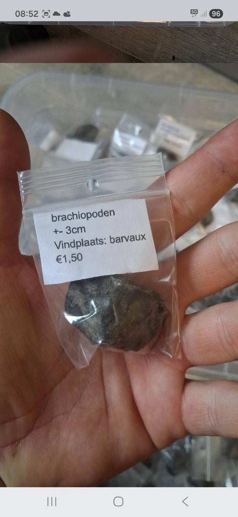 Veel fossielen spiriferen, Enlèvement