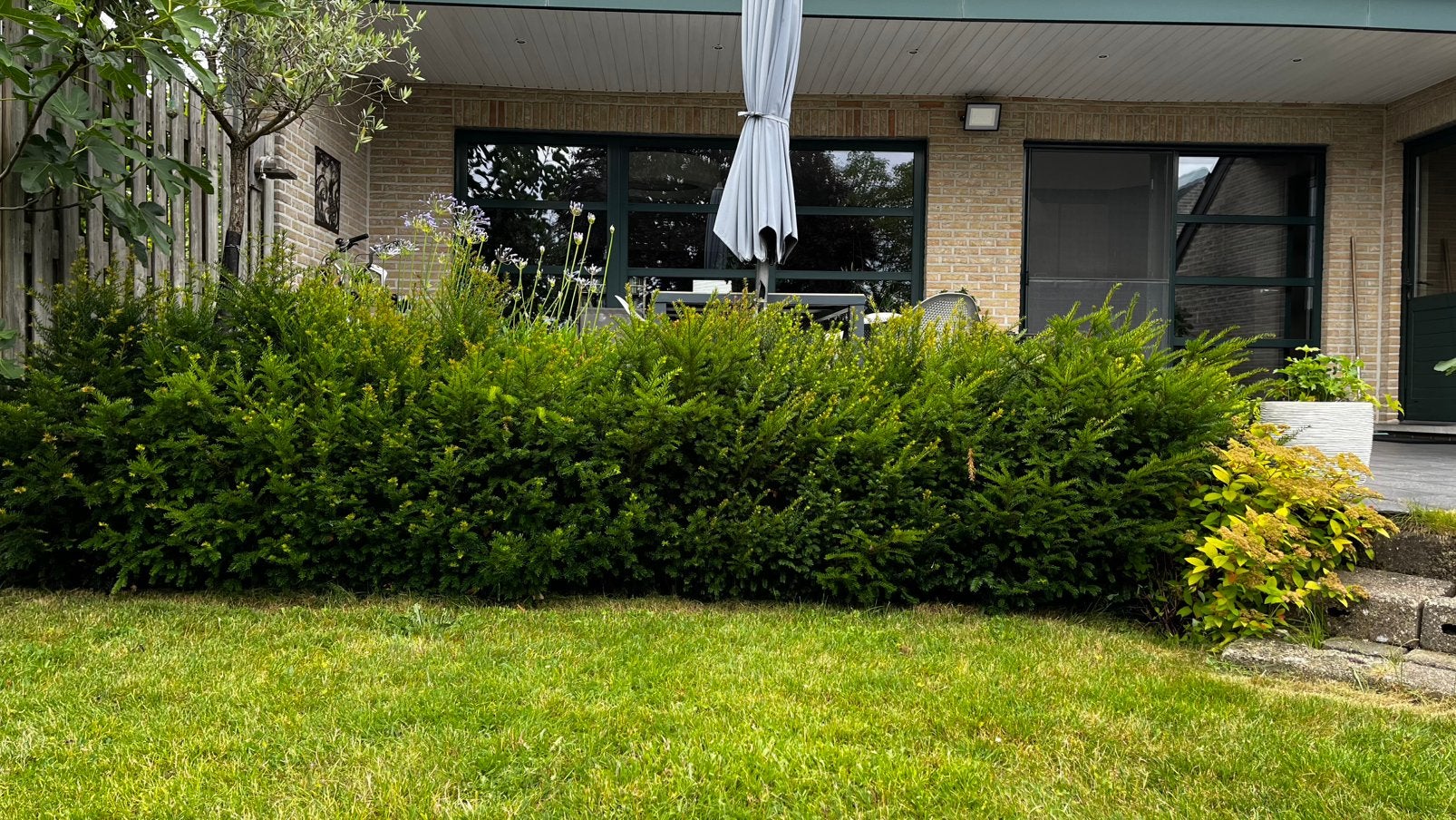 3,5 m taxus haag - gratis, Tuin en Terras, Gras en Kunstgras, Ophalen, Zo goed als nieuw