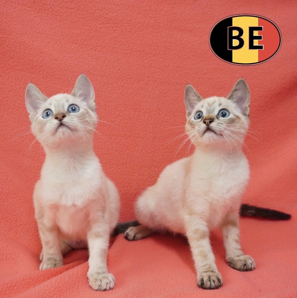 Siamese kittens te koop – Elegant en lief, Poes, Gechipt, 0 tot 2 jaar