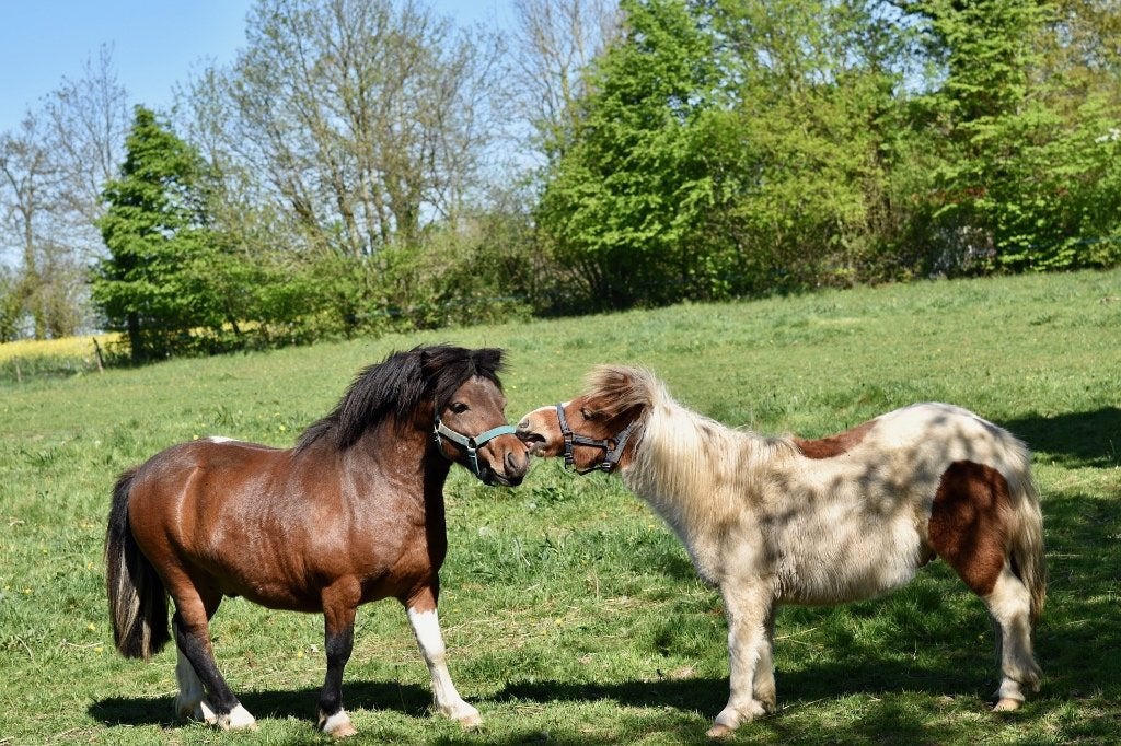 gezocht: brave pony, shetlander of Welsh pony, Poney de récréation, Plusieurs animaux, Poney A (jusqu'à 1.17 m), Ne s'applique pas
