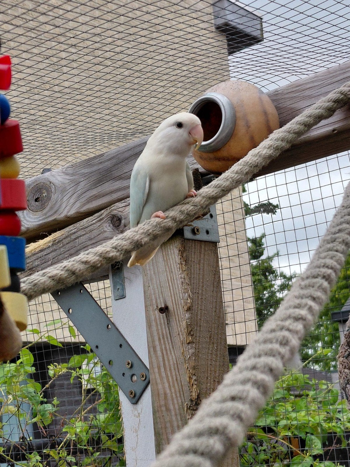 Agapornissen te koop, Dieren en Toebehoren