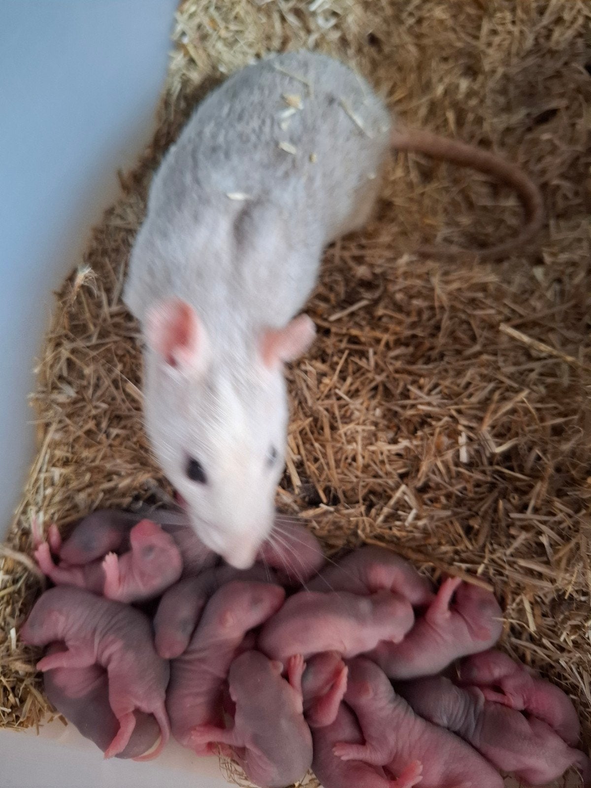 baby ratjes, Animaux & Accessoires, Rongeurs, Juillet, Plusieurs animaux, Rat