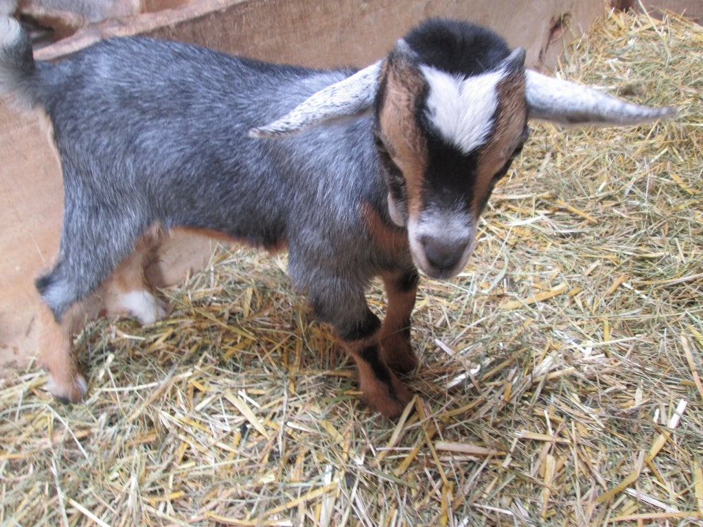 Blauwschimmel tan dwerggeiten bokje van Ida, Dieren en Toebehoren, Mannelijk, Geit, 0 tot 2 jaar
