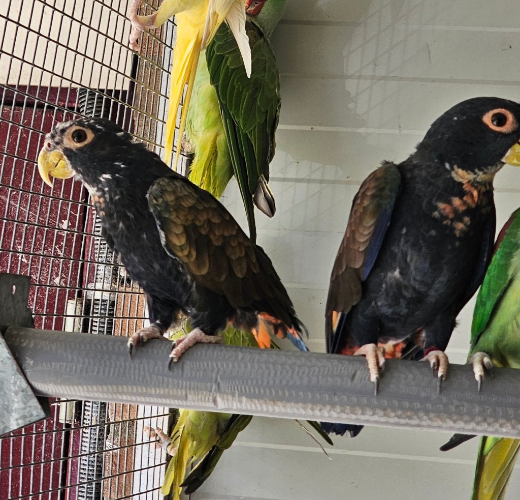 Paire : pionus à ailes en bronze, Plusieurs animaux, Perroquet, Bagué