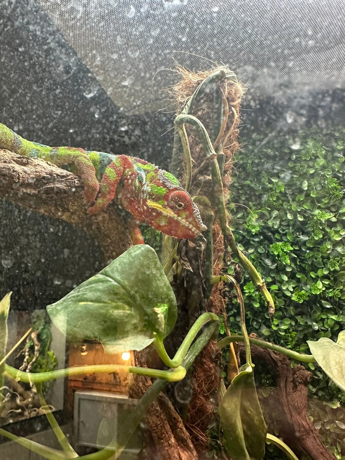 Gekleurde kameleon