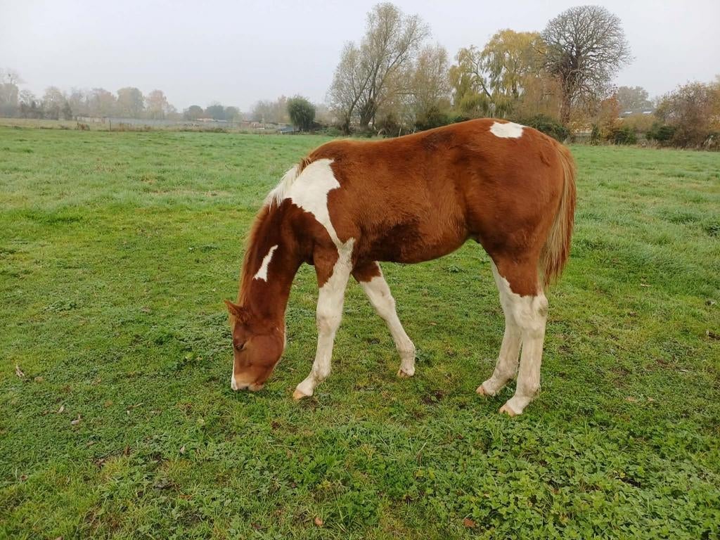 POULAIN 1 a PAINT HORSE, Dieren en Toebehoren, Paarden, L