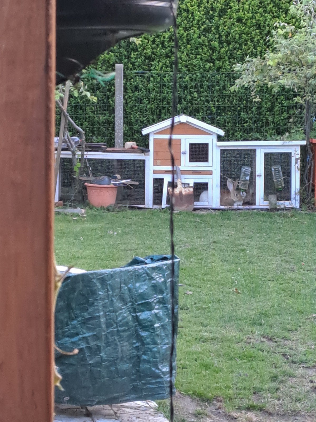maison /1couple de lapins a viande /6 kinderen de 3 mois, Enlèvement