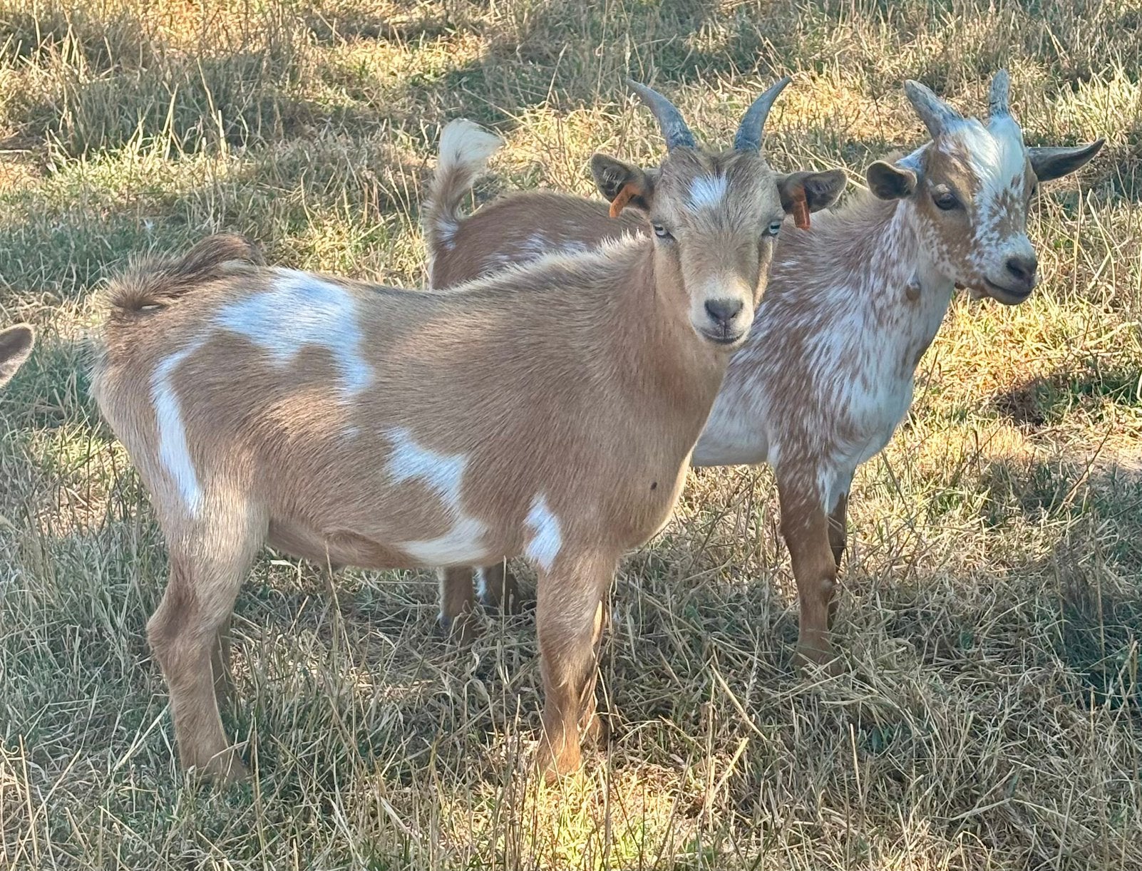 Gecastreerd bokje met blauwe ogen., Dieren en Toebehoren, Schapen, Geiten en Varkens, Mannelijk, Geit, 0 tot 2 jaar