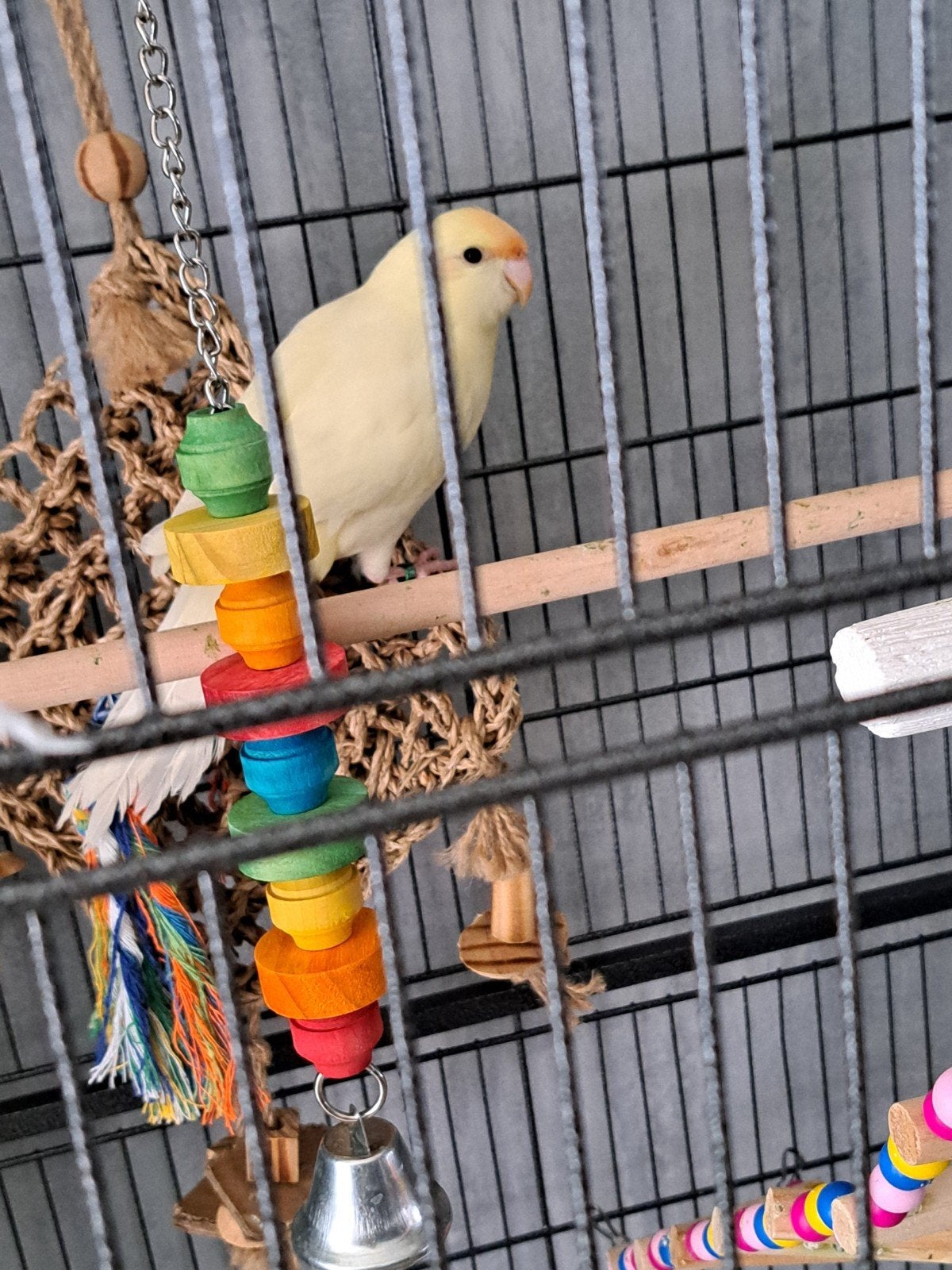 Kakarikis craem kleurp, Animaux & Accessoires