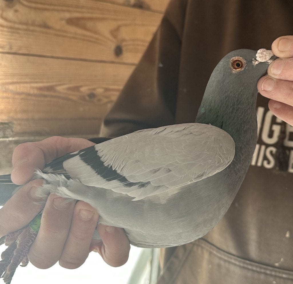 Bewezen kweekduiven, Mâle, Pigeon voyageur