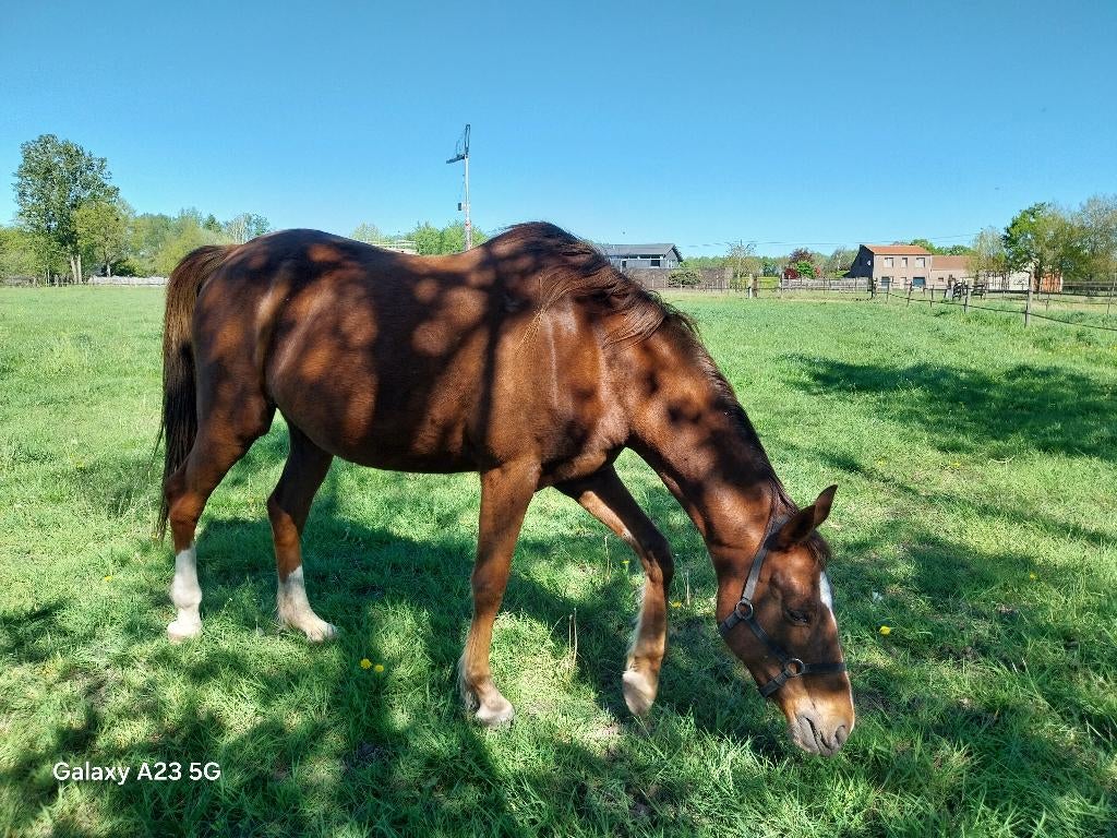 Goede draagmerrie, Animaux & Accessoires, Chevaux, Jument, Vermifugé