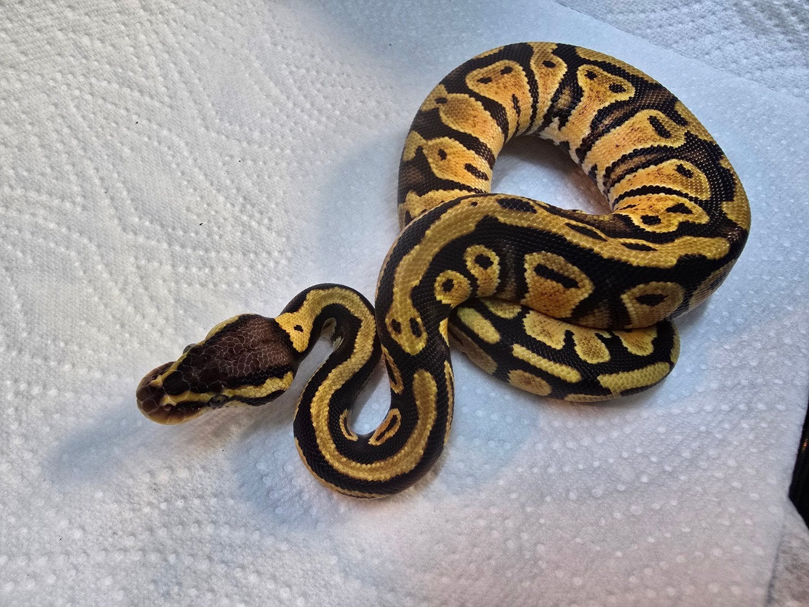 Koningspython (Python regius) – diversen kleuren nk 202 Ball Python photo 8