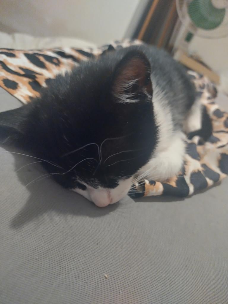 Laatste Kitten van de 6 meisje 10 weekjes oud, Dieren en Toebehoren, Poes, Kortharig, 0 tot 2 jaar