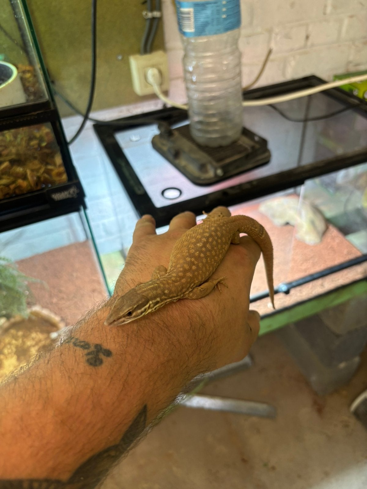 Varanus achanturus, Animaux & Accessoires, Enlèvement, Comme neuf