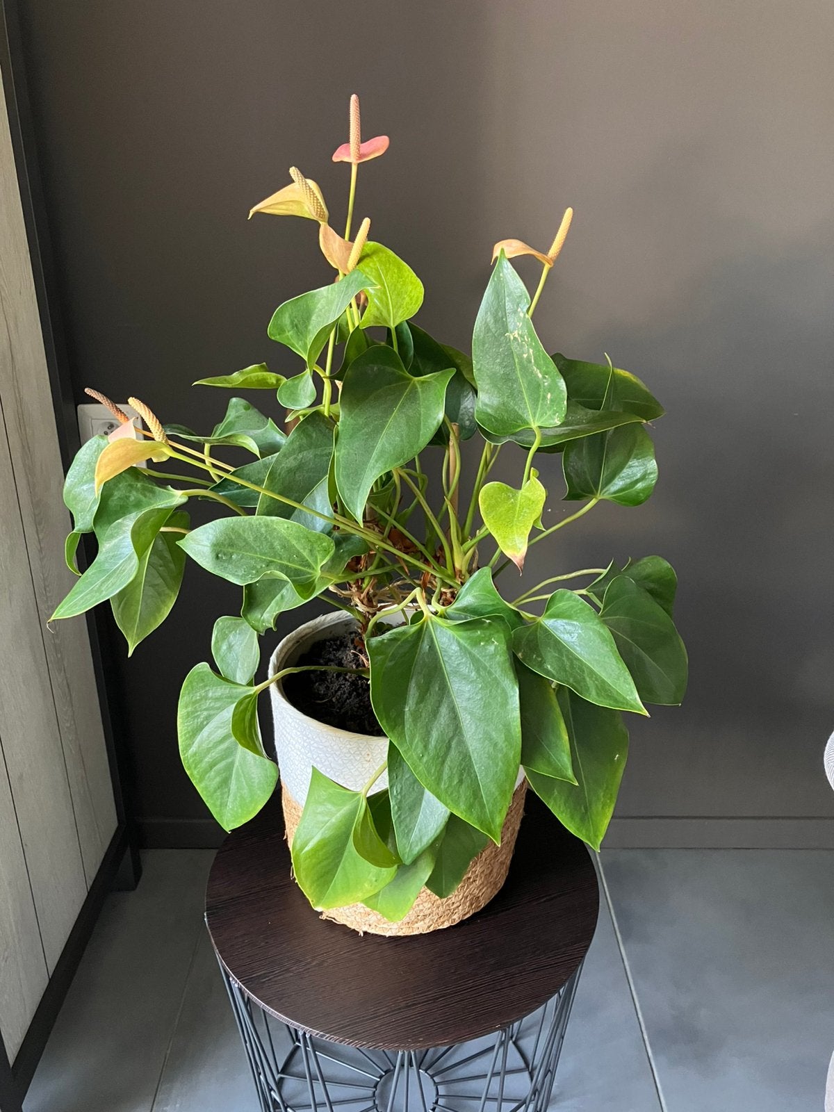 Flamingoplant, Huis en Inrichting, Kamerplanten, Ophalen, Halfschaduw, In pot, Minder dan 100 cm