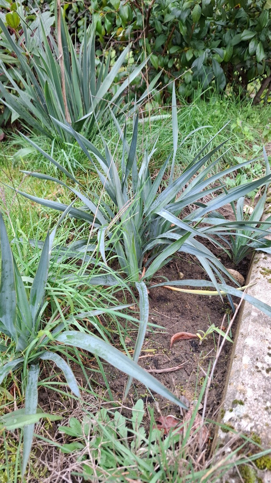 Yucca Filamentosa 20cm hoog - nog 1 beschikbaar, Tuin en Terras, Ophalen, Vaste plant, Overige soorten
