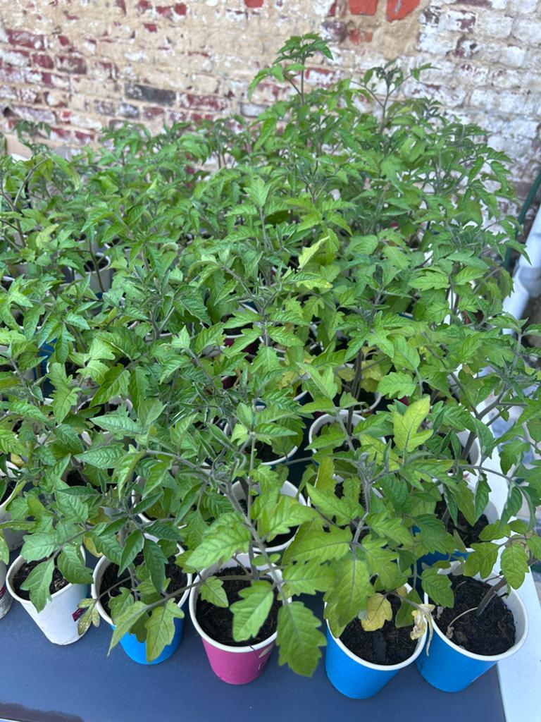 Gratis tomatenzaailingen af te halen, Tuin en Terras, Planten | Tuinplanten, Ophalen