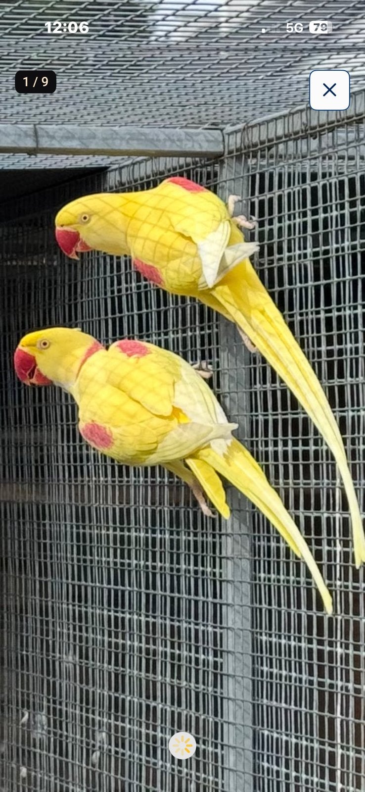 Alexandre, Plusieurs animaux, Perruche, Bagué